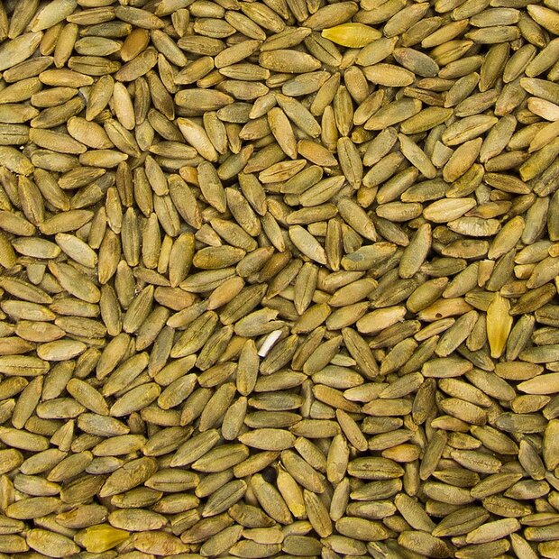 Rye grain