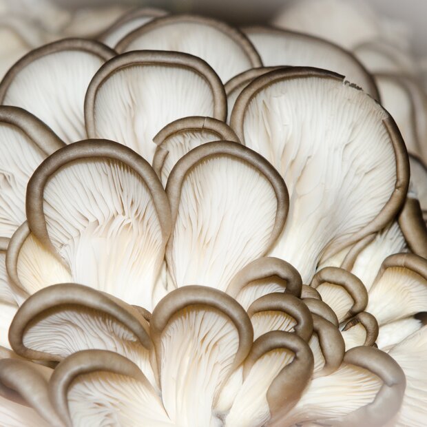 Phoenix Oyster Mushroom - Pleurotus pulmonarius - Pure culture for organic mushroom cultivation according to Regulation EC 834/2007 and 889/2008 (AT-BIO-301),       Strain No.: 101003