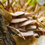 Phoenix Oyster Mushroom - Pleurotus pulmonarius - Pure culture for organic mushroom cultivation, AT-BIO-301 Strain No.: 101003