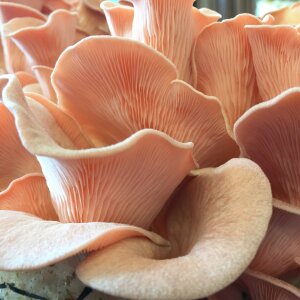 Patch Mushroom Pink Blue