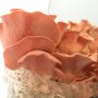Pink Oyster Mushroom - Pleurotus salmoneostramineus - Pure culture for organic mushroom cultivation AT-BIO-301 Strain No.: 101004