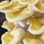 Golden Oyster - Pleurotus citrinopileatus Pure culture for organic mushroom cultivation, AT-BIO-301 Strain No.: 101005
