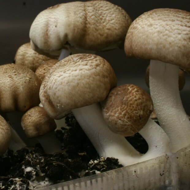 Himematsutake - Agaricus blazei Murrill - Pure culture for organic mushroom cultivation, AT-BIO-301 Strain No.: 105001