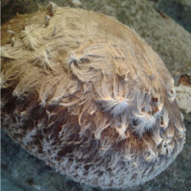 Shiitake - Lentinula edodes - "Cold"-strain - pure culture for organic mushroom cultivation, AT-BIO-301 Strain No.: 106003