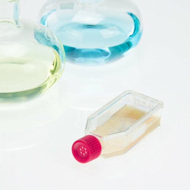 Shiitake - Lentinula edodes - "Cold"-strain - pure culture for organic mushroom cultivation, AT-BIO-301 Strain No.: 106003