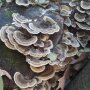 Turkey Tail -  Trametes versicolor - Pure culture for organic mushroom cultivation, AT-BIO-301 Strain No.: 114001