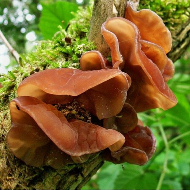 Jew´s Ear -  Auricularia auricula-judae - Pure culture for organic mushroom cultivation according to Regulation EC 834/2007 and 889/2008 (AT-BIO-301), Strain No.: 115001