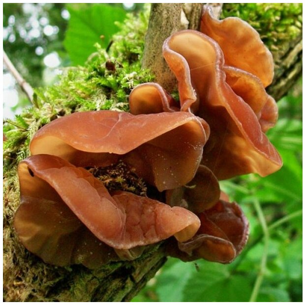 Jew´s Ear -  Auricularia auricula-judae - Pure culture for organic mushroom cultivation, AT-BIO-301 Strain No.: 115001