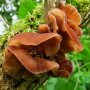 Jew´s Ear -  Auricularia auricula-judae - Pure culture for organic mushroom cultivation, AT-BIO-301 Strain No.: 115001