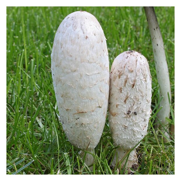 Shaggy Mane - Coprinus comatus - Pure culture for organic mushroom cultivation, AT-BIO-301 Strain no.: 116001 