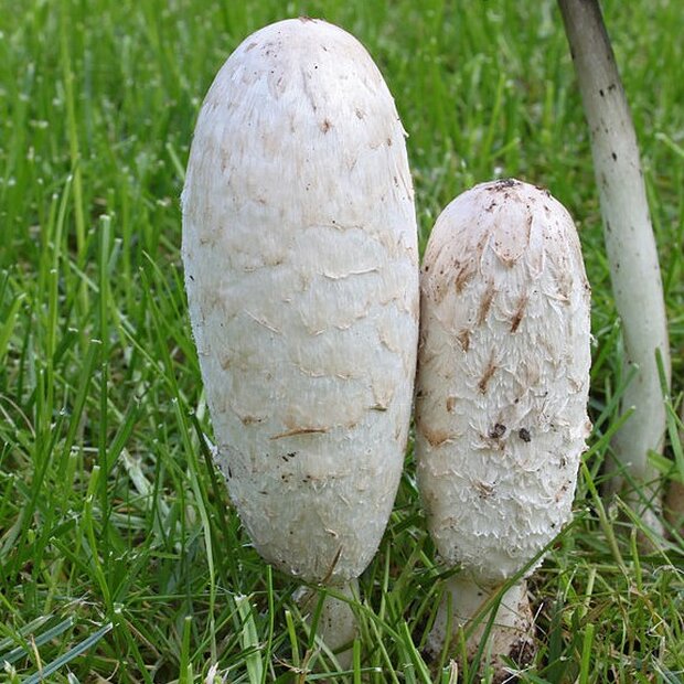 Shaggy Mane - Coprinus comatus - Pure culture for organic mushroom cultivation according to regulation EC 834/2007 and 889/2008 (AT-BIO-301). Strain no.: 116001 