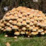Brown-Gilled Woodlover - Hypholoma capnoides - Pure culture for organic mushroom cultivation, AT-BIO-301 Strain No.: 117001