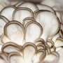 Phoenix Oyster - Pleurotus pulmonarius - spawn dowels for organic growing, AT-BIO-301 Strain Nr.: 101003 500 pcs.