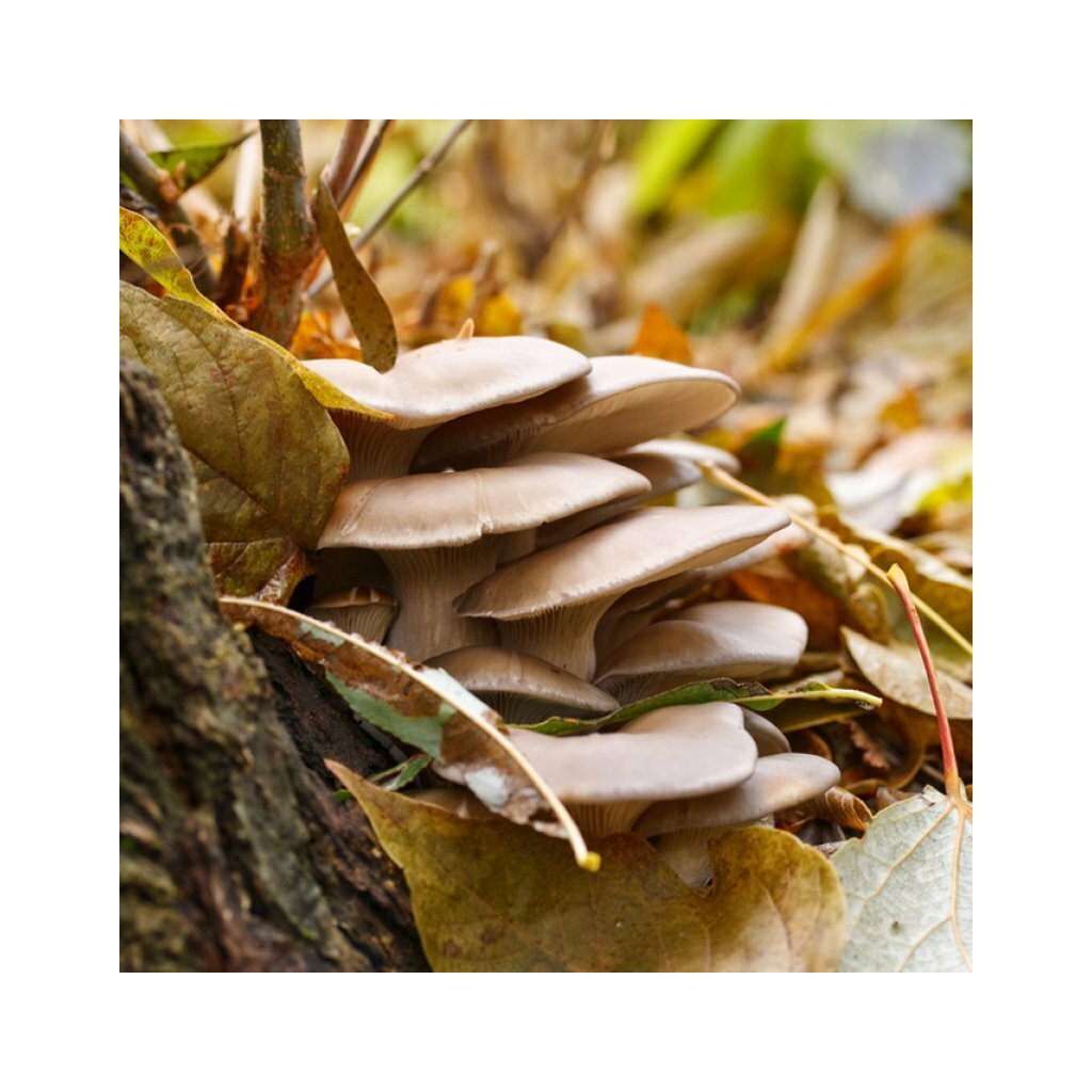Beech mushroom, white - Hypsizygus tessellatus - Spawn for cultivation on  straw for organic growing