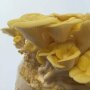 Golden Oyster - Pleurotus citrinopileauts - Spawn for cultivation on straw for organic growing, AT-BIO-301 Strain Nr.: 101004