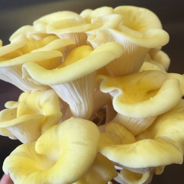 Golden Oyster mushroom - Pleurotus citrinopileatus - Spawn for cultivation on straw for organic growing acc. to Regulation EC 834/2007 and 889/2008, AT-BIO-301 Strain Nr.: 101004 Small - for 1 bale of straw