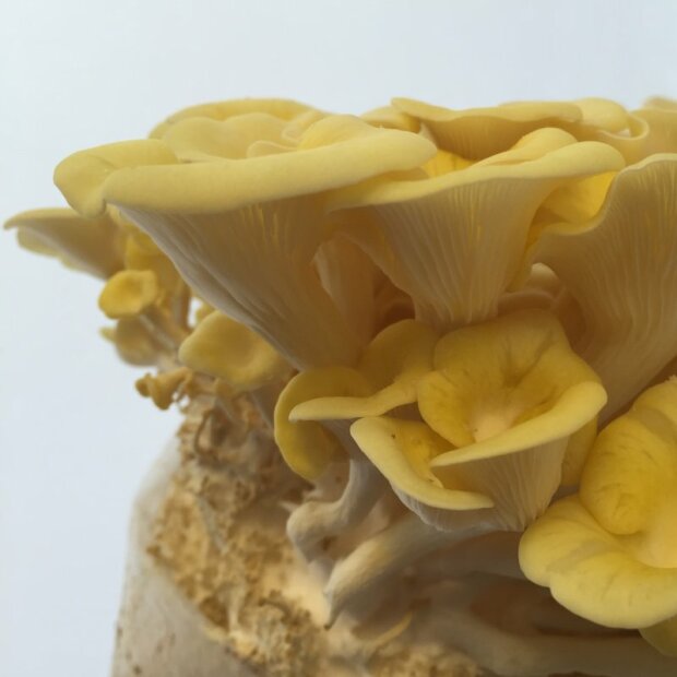 Golden Oyster mushroom - Pleurotus citrinopileatus - Spawn for cultivation on straw for organic growing, AT-BIO-301 Strain Nr.: 101004 Small - for 1 bale of straw