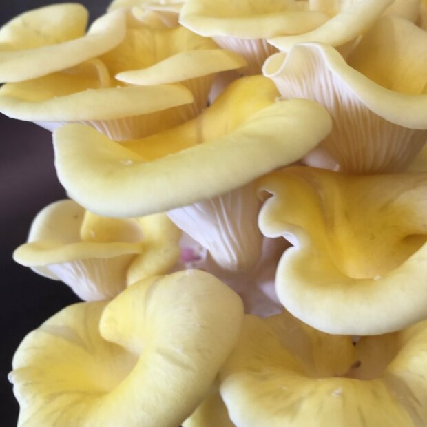 Golden oyster - Pleurotus citrinopileatus - mushroom patch for organic growing, AT-BIO-301 Strain Nr.: 101005
