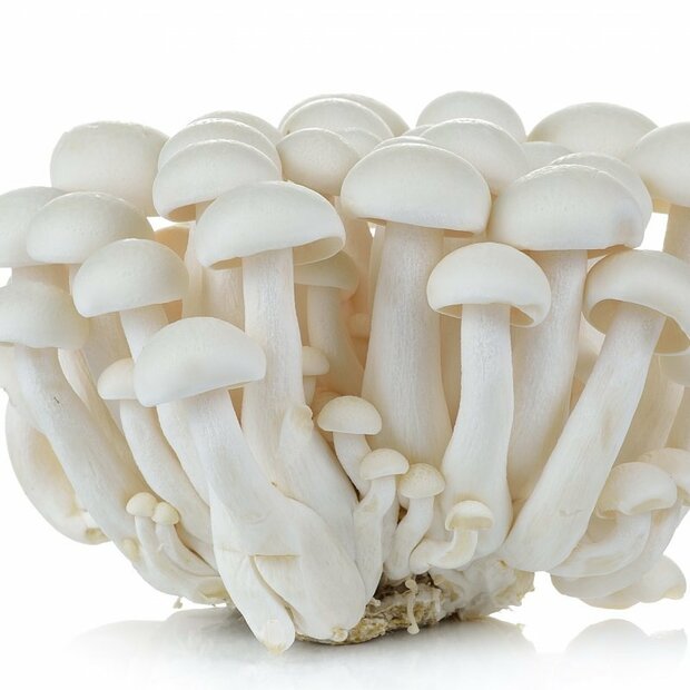 Beech mushroom, white - Hypsizygus tessellatus - mushroom patch for organic growing acc. to Regulation EC 834/2007 and 889/2008, AT-BIO-301 Strain Nr.: 102002