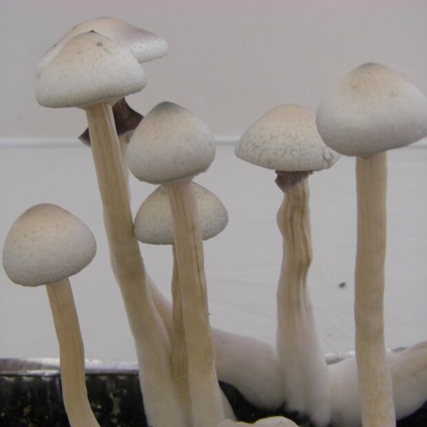 Cubensis Albino A + - Spores for microscopy