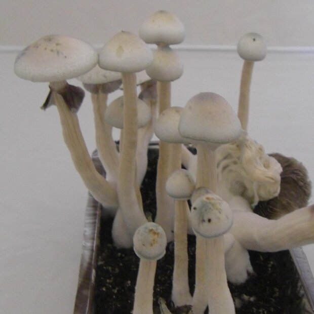 Cubensis Albino A + - Spores for microscopy