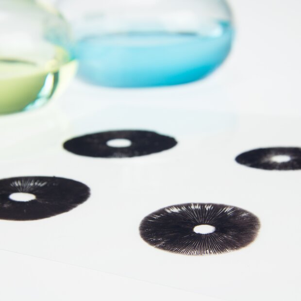 Cubensis Albino A + - Spores for microscopy