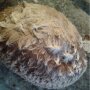 Shiitake - Lentinula edodes - "Cold"-strain - Körnerbrut für die biologische Pilzzucht, AT-BIO-301 Strain Nr.:106003 BIO  Körnerbrut Klein