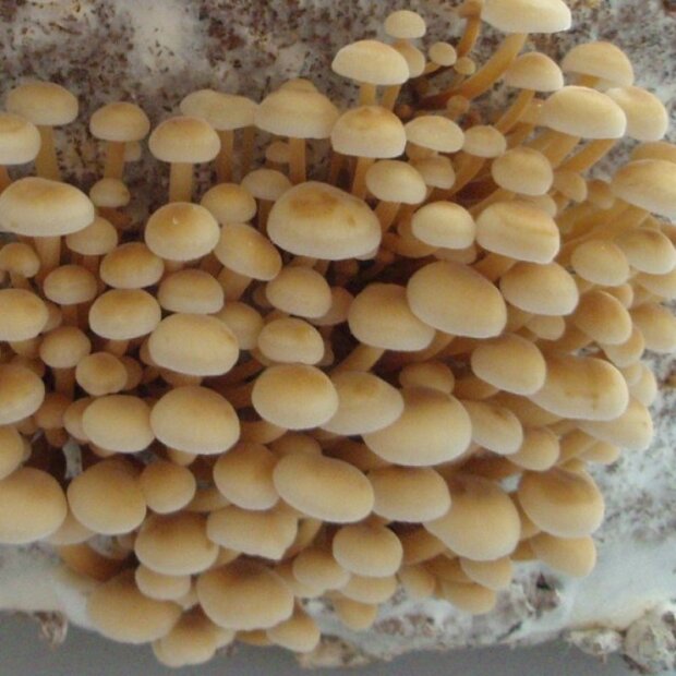 Samtfussrübling (Enokitake) - Flammulina velutipes - Körnerbrut für die biologische Pilzzuch, AT-BIO-301 Strain Nr.: 110001 BIO  Körnerbrut Klein