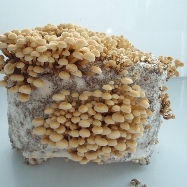Samtfussrübling (Enokitake) - Flammulina velutipes - Körnerbrut für die biologische Pilzzuch, AT-BIO-301 Strain Nr.: 110001 BIO  Körnerbrut Klein