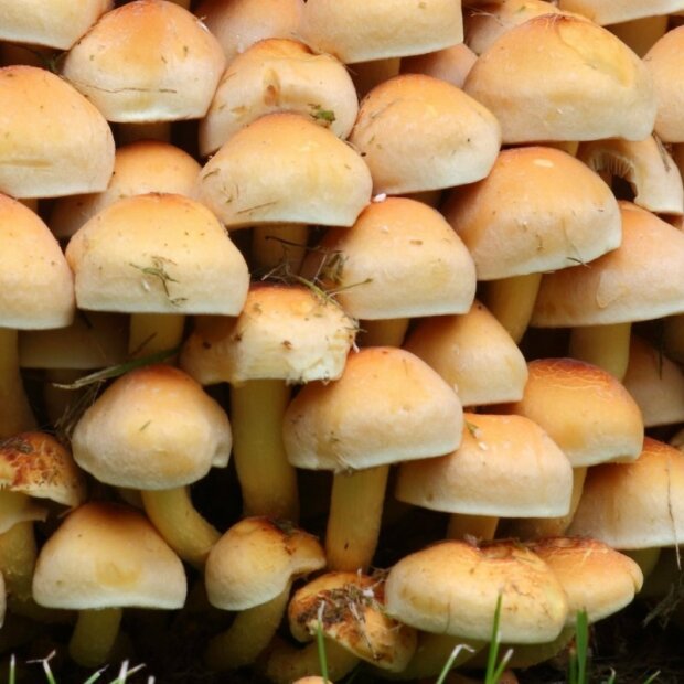 Brown gilled woodlover -Hypholoma capnoides - Grain Spawn for organic growing, AT-BIO-301 Strain Nr.: 117001
