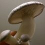 King Oyster Mushroom - Pleurotus eryngii - Sawdust Spawn for organic growing, AT-BIO-301 Strain Nr.: 101002 Large