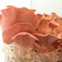 Pink Oyster Mushroom - Sawdust Spawn for organic growing