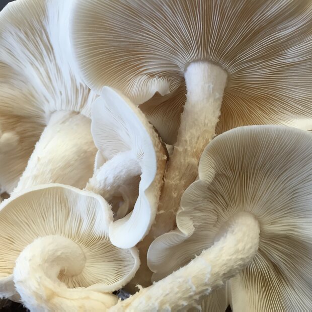 Bio Shiitake Frischpilze - Lentinula edodes