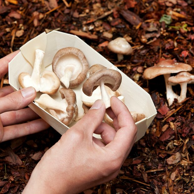 Bio Shiitake Frischpilze - Lentinula edodes