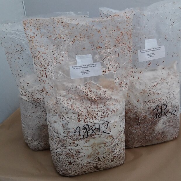 Elm Oyster - Sawdust Spawn for organic growing