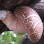 Shiitake - CS-strain - Sägemehlbrut für die biologische Pilzzucht