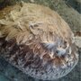 Shiitake - "Cold"-strain - Sägemehlbrut für die biologische Pilzzucht