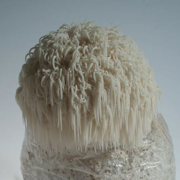 Igelstachelbart - Sägemehlbrut für die biologische Pilzzucht