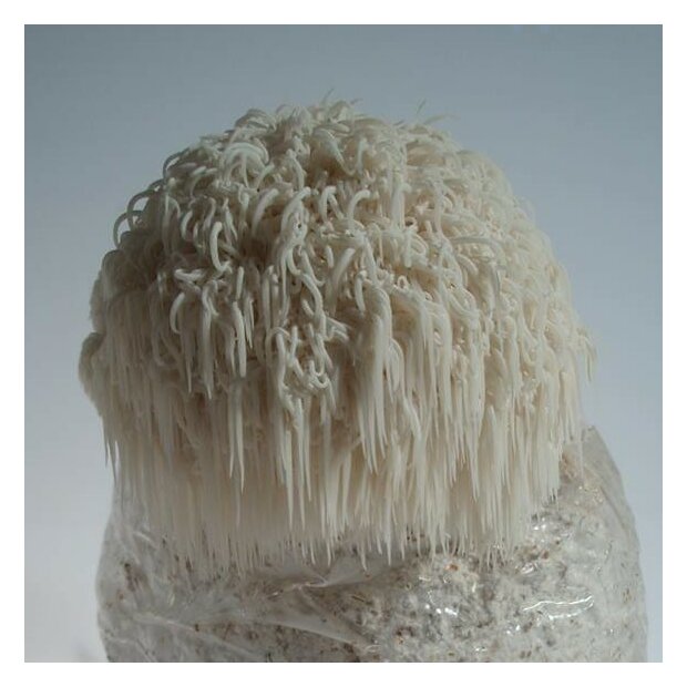 MONKEYS HEAD - HERICIUM ERINACEUS - Sawdust Spawn for organic growing, AT-BIO-301 Strain Nr.: 107001 large