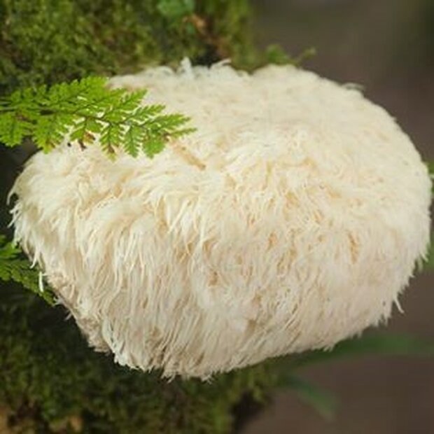 MONKEYS HEAD - HERICIUM ERINACEUS - Sawdust Spawn for organic growing acc. to Regulation EC 834/2007 and 889/2008, AT-BIO-301 Strain Nr.: 107001 large