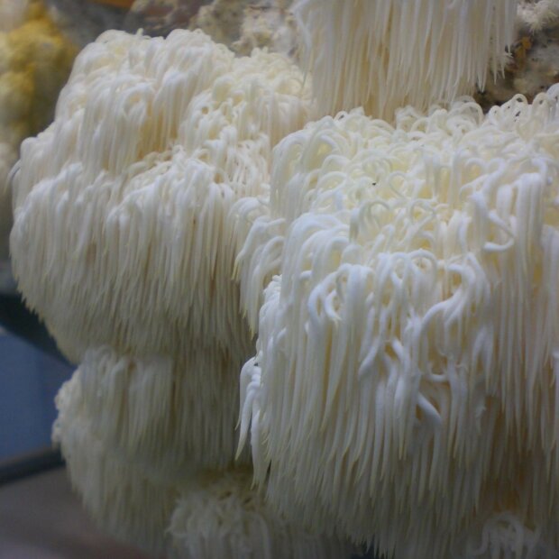 MONKEYS HEAD - HERICIUM ERINACEUS - Sawdust Spawn for organic growing, AT-BIO-301 Strain Nr.: 107001 small