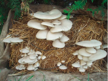 Mushroom cultivation on a bale of straw - Tyroler Glückspilze