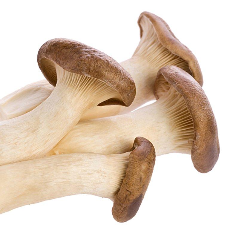 Kräuterseitling-Pleurotus-eryngii