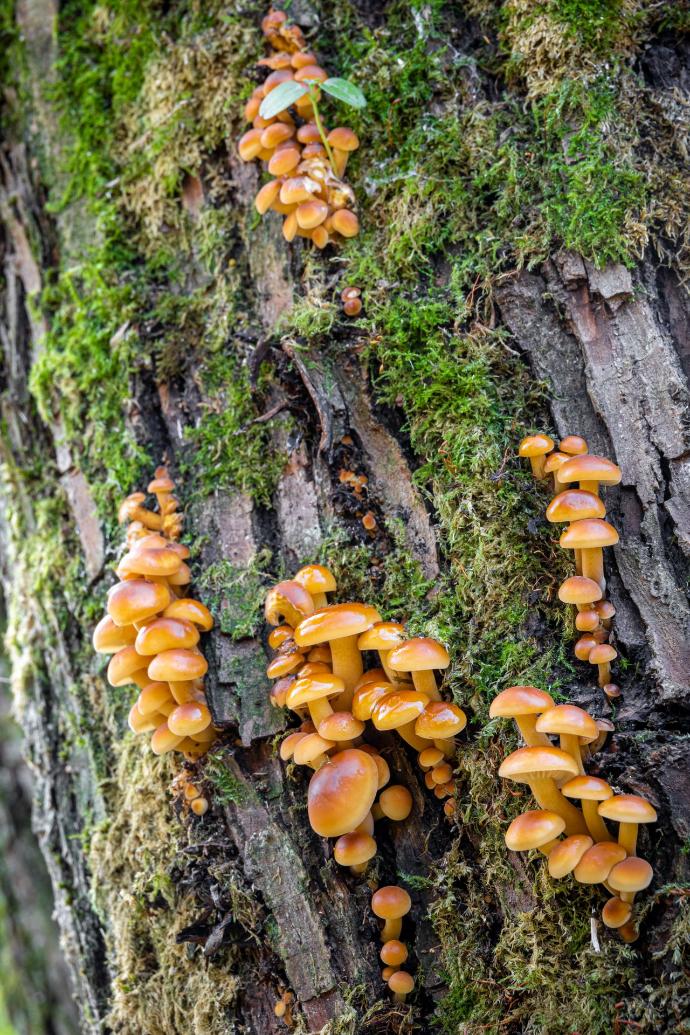 Samtfussrübling-Flammulina-velutipes