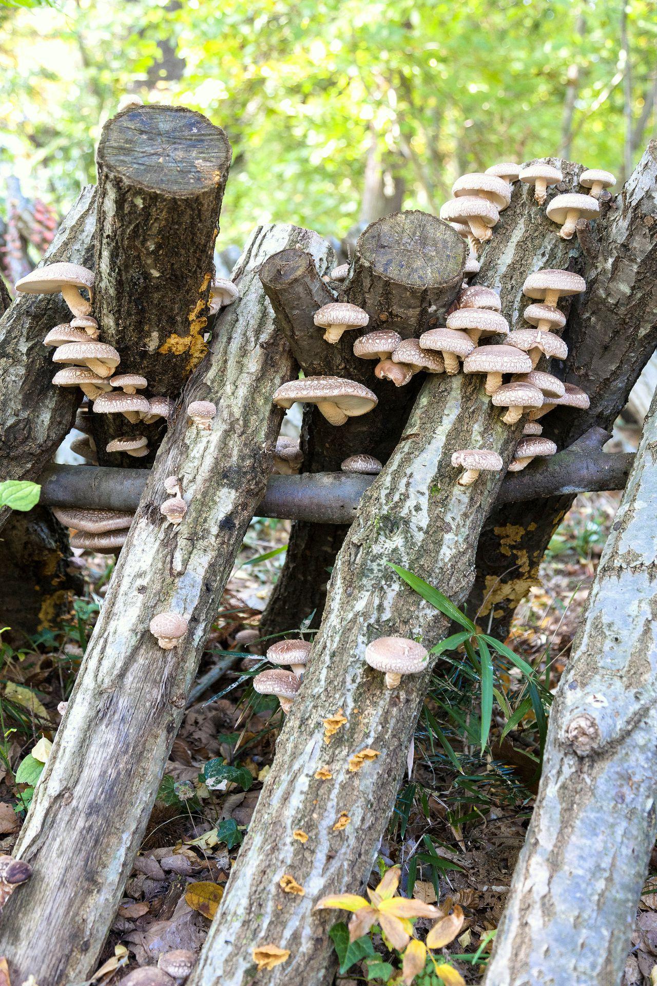 Shiitake-Lentinula-edodes