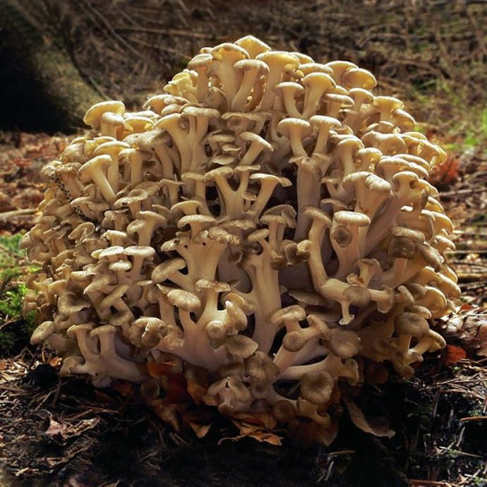 Eichhase-Polyporus-umbellatus