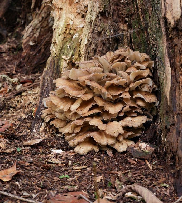 Klapperschwamm-Grifola-frondosa