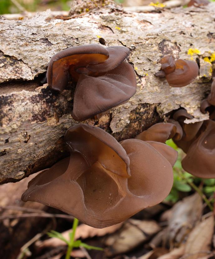 Judasohr-Auricularia-auricula-judae