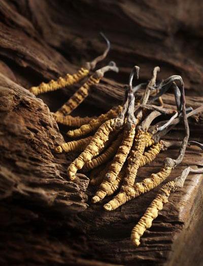 Raupenpilz-Cordyceps-sinensis