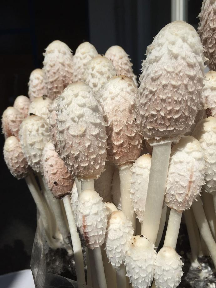 Schopftintling-Coprinus-comatus